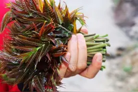 山东一对农民夫妇种植反季香椿一年收入几十万图片