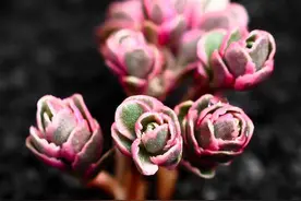 能养出玫瑰花束效果的多肉植物—龙血景天（小球玫瑰）图片