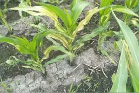 种植户朋友们，玉米田出现这些情况，你知道是什么原因引起的吗？图片