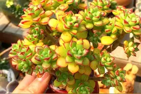 露养的多肉，浇水后还是软趴趴的，是什么原因呢？图片