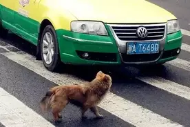高速突然蹿出一条狗，是躲还是撞？交警：科目一你们没考吗？图片