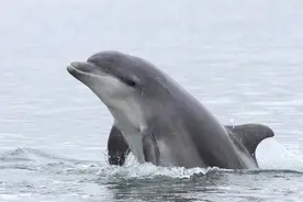 海豚很变态，交配很暴力，科学家：智商高，部分特征和人类相似图片