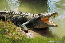 鳄鱼袭人，印尼村民愤怒屠杀300头，为什么说鳄鱼比鲨鱼还要凶残图片
