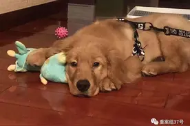 金毛犬Siri之死背后的宠物托运乱象：空运改陆运，违规“代办”检疫证图片