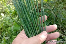 用节节草煮水泡脚，好处这么多，以前都认为它是杂草图片