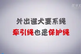 安全小常识|外出遛犬要系绳 牵引绳也是保护绳图片