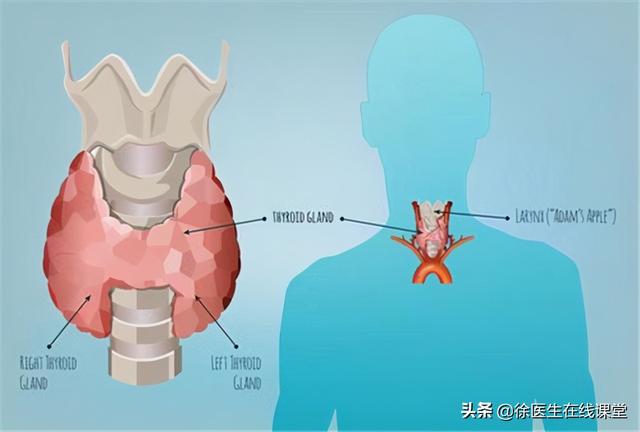 甲状腺多发胶质结节是什么意思 2026年甲状腺多发性胶质结节要紧吗