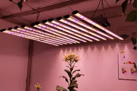 自研发全新LED植物灯——求观赏图片