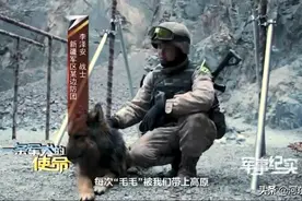 中印边境冲突，表现神勇的军犬叫毛毛，曾被印军石头砸伤图片