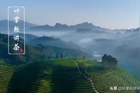 大红袍是什么茶？大红袍是红茶吗？你是不是经常犯这个错误图片
