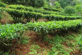 怎样辨别台地茶、古树茶？图片