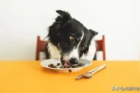 狗狗拉肚子的原因是因为这个图片