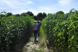 种植黄麻经济价值高，收获高产优质纤维是利益关键，该如何种植？图片