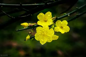 迎春、探春、黄素馨、连翘和金钟5种花，都是黄色分不清？看这里图片