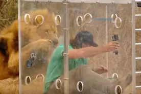 该名男子把自己装进玻璃箱放到狮群中，没想到不过一会儿就后悔了图片