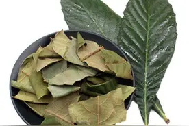 《本草精荟》：清肺止咳：枇杷叶的功效与应用图片