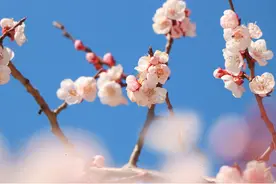 关东文化园桃花开了，长春欣赏桃花又一个好去处。图片