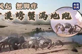 秋风起 蟹脚痒 沙漠螃蟹满地跑图片