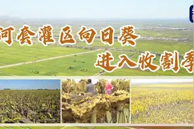 河套地区向日葵进入收割季图片