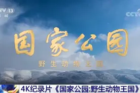 4K纪录片《国家公园：野生动物王国》今晚开播图片