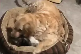 金毛霸占猫窝，猫咪向主人告状，5分钟过去一看笑“疯”图片