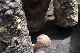 香菇是怎么长出来的？揭秘图片