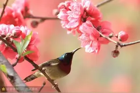 干干净净做人，坦坦荡荡做事，对得起自己的良心，才是立足之本图片