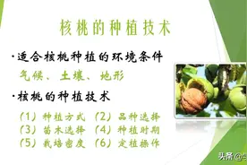 坚果市场越来越好，核桃前景广阔！如何种植？定产丰收并不难图片