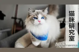 「猫绝育手术」需要注意的问题，和医院常见的坑人套路，非常详细图片