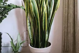 “穷养”10种花，花盆越小长得越旺，寿命还很长，养成老桩更旺家图片