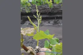 葡萄花穗弱，飞穗，没花，枝条细弱，这是怎么回事？图片