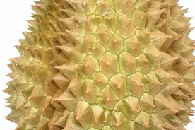榴莲为什么那么臭？科学家发现是什么让榴莲变臭图片