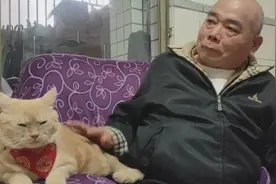 真香！网友带猫咪回家过年遭外公拒绝，不到半天又是拍屁屁又喂虾图片