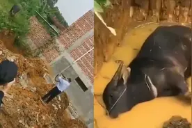 广西一耕牛发疯袭击72岁饲养人，民警当场击毙，老人抢救无效身亡