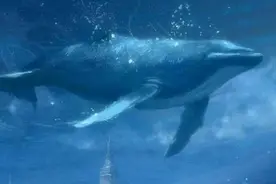 我国南海首次发现鲸落，鲸鱼用最后的温柔，抚慰汹涌的大海图片