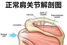 蝶泳移臂有多难？肩胛骨稳定性助力蝶泳移臂图片