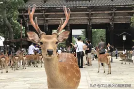 奈良，与众鹿同行图片