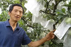 现在的水果，动不动就套袋，没了阳光照射，健康吗？套袋有何好处图片