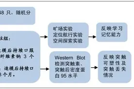 口服辛伐他汀3个月可改善慢性脑低灌注模型大鼠的学习记忆功能图片