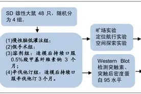 口服辛伐他汀3个月可改善慢性脑低灌注模型大鼠的学习记忆功能图片
