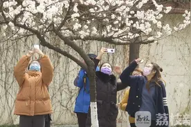 鸡鸣寺、玄武湖花都开了，战“疫”胜利后共赏绚烂春色吧图片