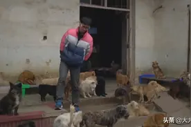 纪录片《生命守护者》：丈夫弃妻儿不顾，一心只为照顾流浪猫狗图片