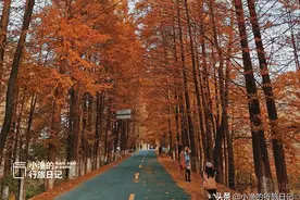 秦岭秋天最美自驾公路，只有39公里，却穿越中国南北图片