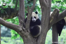 舒服，大熊猫睡姿大赛又开始了图片