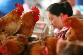 一只鸡亏损3毛，肉鸡跌到6元，鸡肉如此便宜，为何非吃猪肉？图片