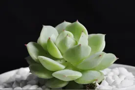 人的灾祸，多有定数图片
