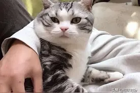 女子养的猫却和男友亲近，在男友怀里撒娇不说，竟还露出这眼神图片