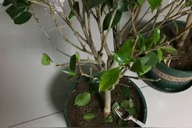 茶花换盆掉叶成“光杆”，原因只有一个，下次注意才能保证长势图片
