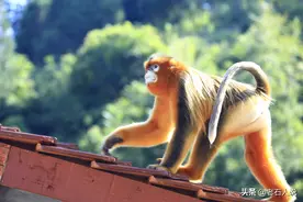 陕西城固青龙寺村，来了一只金丝猴，一待就是2个月成网红图片