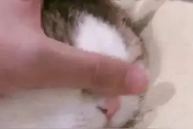 表情包｜小孩子看不得图片